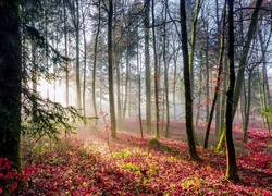 Promienie słońca padają na kolorowe jesienne liście w lesie