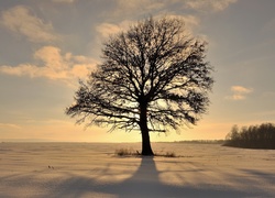 Promienie słońca padają na samotne drzewo pośród zaśnieżonych pól