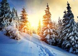 Promienie słońca padają na świerki i śnieg