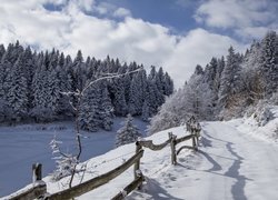 Zima, Drzewa, Ogrodzenie, Śnieg