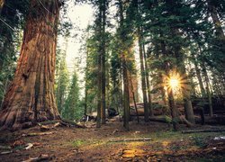Las, Drzewa, Sekwoja, Promienie słońca, Park Narodowy Sekwoi, Kalifornia, Stany Zjednoczone