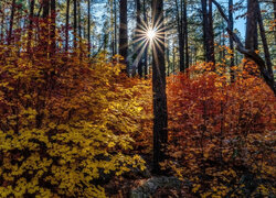 Promienie słońca pomiędzy jesiennymi drzewami