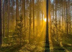 Promienie słońca przebijają przez drzewa w lesie