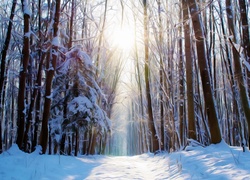 Promienie słońca przebijają się przez zimowy las w grafice fractalius