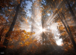 Promienie słońca przedzierają się przez drzewa w jesiennym lasie