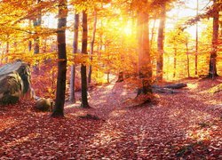 Promienie słońca rozświetlają jesienny las