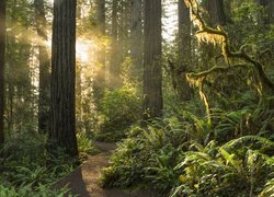 Promienie słońca w Parku Narodowym Redwood w Kalifornii