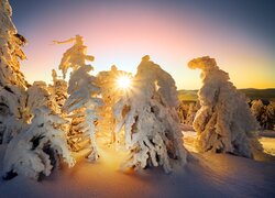 Promienie słońca w zasypanych śniegiem drzewach