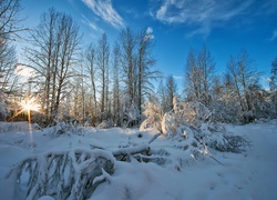 Promienie słońca wpadają do zasypanego śniegiem lasu