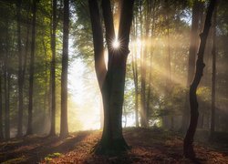 Promienie słoneczne rozświetlające liściasty las