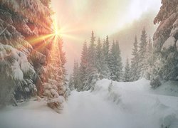 Zima, Śnieg, Las, Promienie słońca, Ośnieżone, Drzewa, Świerki