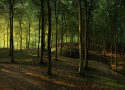 Promienie światła wpadają do lasu