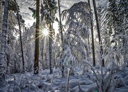 Przebijające promienie słońca w zimowym lesie