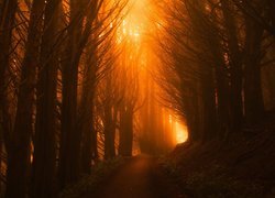 Przebijające światło na drodze w lesie