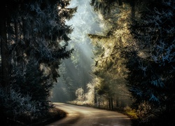 Droga, Las, Przebijające światło, Szron, Drzewa