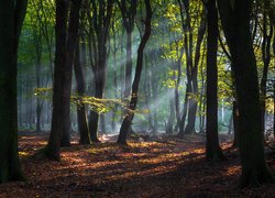 Przebijające światło słoneczne w lesie