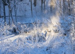 Przebijające światło w zimowym śnieżnym lesie
