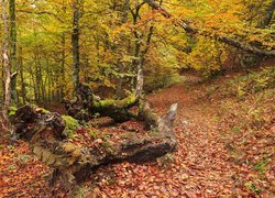 Przewrócone drzewo w jesiennym lesie