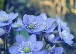 Kwiaty, Przylaszczki, Niebieskie