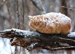 Przyprószony śniegiem rudy kot
