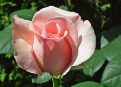 Przyroda kwiat róża