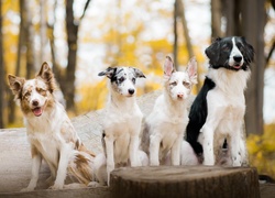 Psy border collie na wspólnym zdjęciu