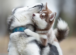 Psy rasy siberian husky podczas zabawy
