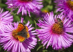 Fioletowe, Astry, Pszczoła, Motyl
