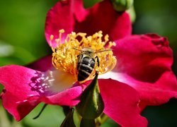 Pszczoła na dzikiej róży