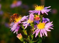 Pszczoła na fioletowych astrach