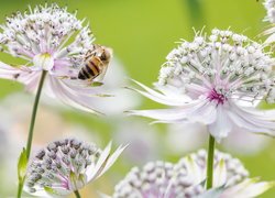 Kwiaty, Jarzmianka, Pszczoła