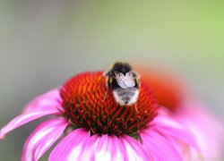 Pszczoła, Jeżówka, Kwiat, Owad