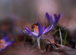 Pszczoła na krokusie fioletowym