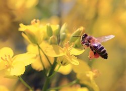 Pszczoła na kwiatkach glistnika