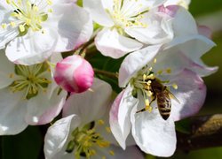 Pszczoła na kwiatku drzewa owocowego