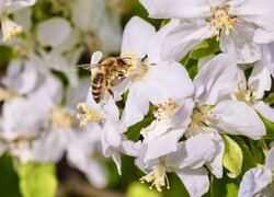 Pszczoła na rozświetlonych białych kwiatach drzewa owocowego