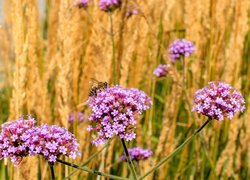 Kwiaty, Werbena patagońska, Pszczoła