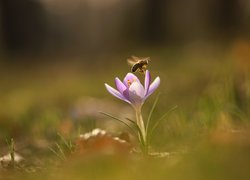 Pszczoła nad liliowym krokusem