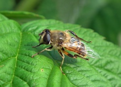 Pszczoła usiadła na zielonym liściu