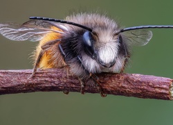 Pszczoła w makro