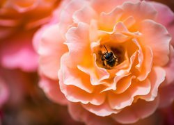 Pszczoła w płatkach róży