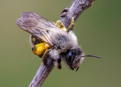 Pszczoła, Pszczolinka napiaskowa, Zbliżenie, Makro