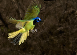 Ptak w locie- modrowronka zielona