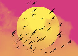 Ptaki na tle słońca