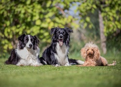 Pudelek z psami border collie odpoczywają na trawie w słońcu