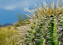 Pustynny kaktus