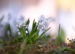 Puszkinia cebulicowata, Kwiaty