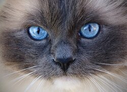 Kot, Ragdoll, Oczy, Niebieskie