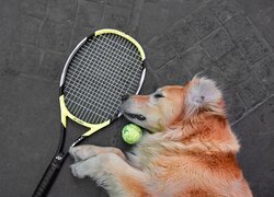 Rakieta tenisowa i piłeczka obok leżącego psa