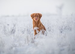Pies, Retriever z Nowej Szkocji, Śnieg